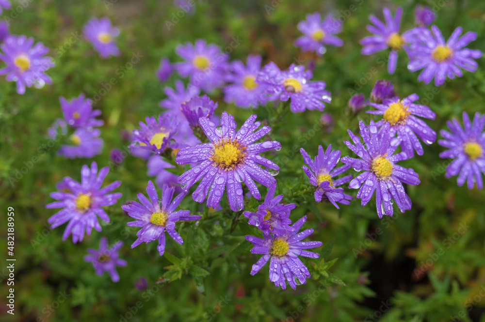 Top view on aster flowers covered with rain drops in autumnal garden Top view on aster flowers covered with rain drops in autumnal garden