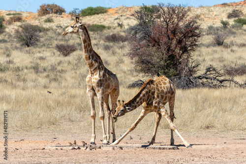 Two giraffes at a waterhole in the Kgalagadi Transfrontier Park in South Africa. Note the awkward stance with the front legs spread wide  making them very vulnerable at that stage.