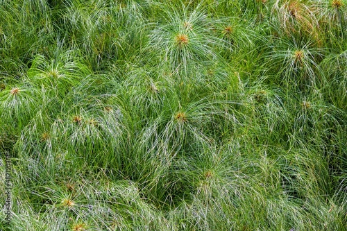 cyperus papyrus