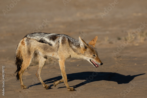 One black-backed jackal walking in the late afternoon sun in the Kgalagadi Transfrontier Park in South Africa photo