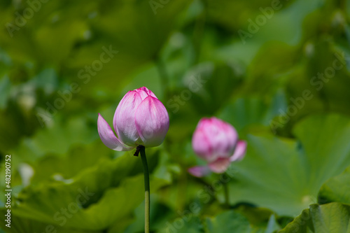 .Lotus Flower at Shinobazu Pond  Ueno  Taitoku  Tokyo  Japan