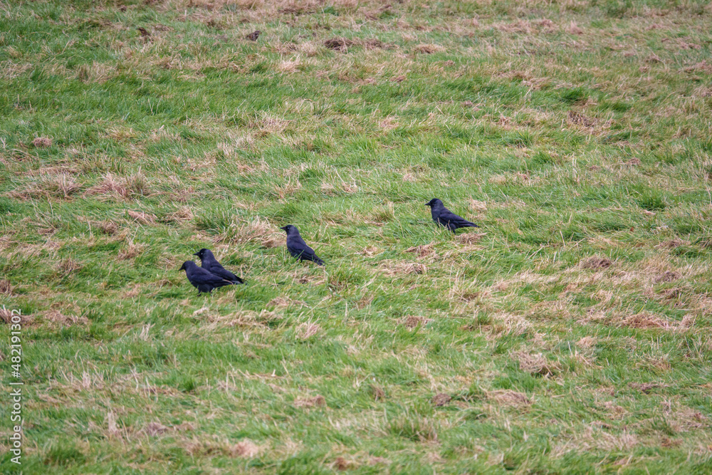jackdaws (Corvus monedula) searching out food on green meadow grass