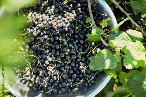 Freshly gathered organic black currants in bowl in home garden bush, harvest of berry.
