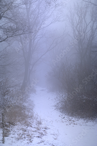 Mroczny las zalany zimową mgłą. Klimatyczny las z mgłami i drzewami. Mgły w lesie zimową porą. Zimowy las. Zimowy krajobraz z mgłą.