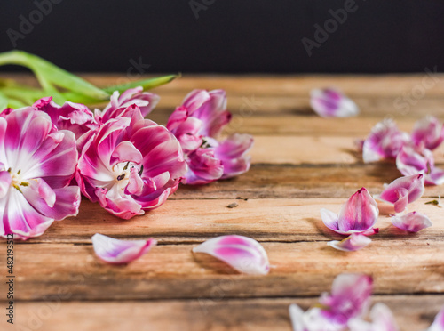 Verblühte Tulpen auf Holz Untergrund, Frühling, Blumen, vergänglich