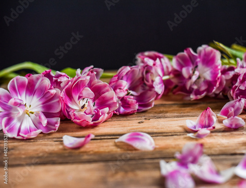 Verbl  hte Tulpen auf Holz Untergrund  Fr  hling  Blumen  verg  nglich
