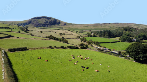 Aerial photo of Cattle Cows a Bull and Calves in field of grass at farm in UK