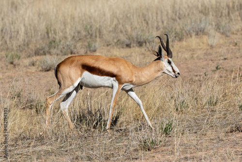 One springbok walking in the veld in the Kgalagadi Transfrontier Park in South Africa