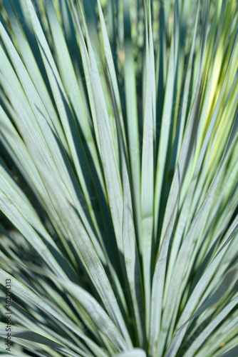 Beaked yucca