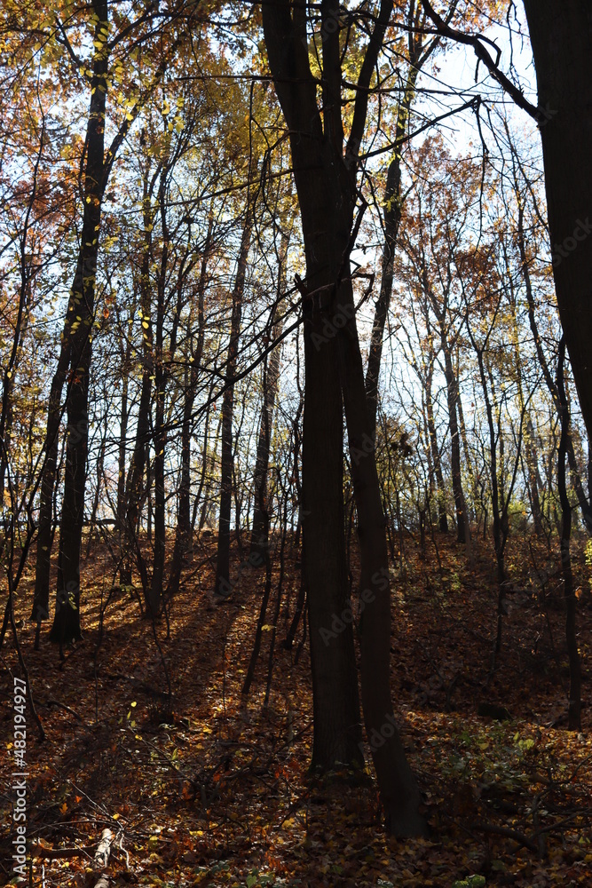 Obraz premium Autumn in the forest