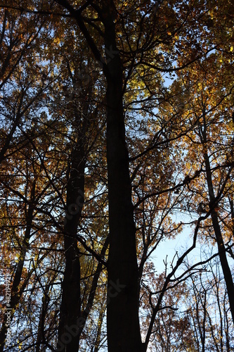 Trees in autumn