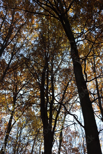 Trees in autumn