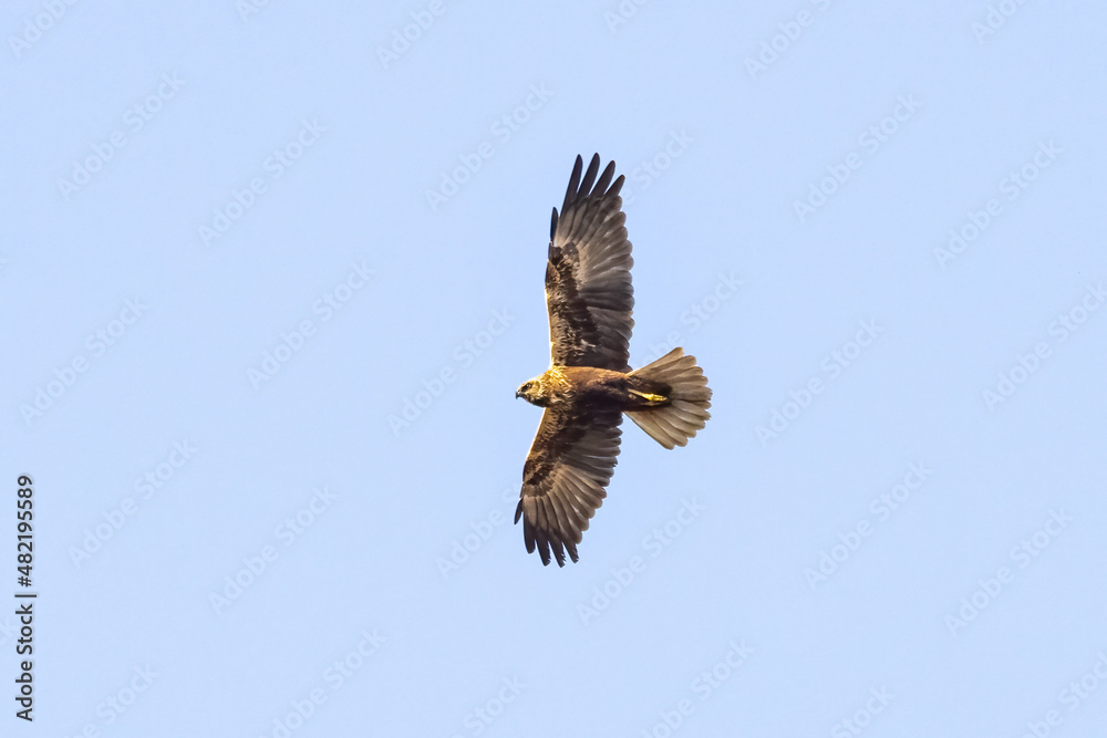 Fototapeta premium Red kite (Milvus milvus) in flight