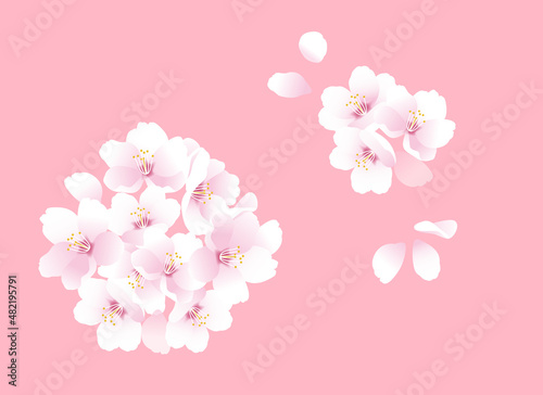 桜の花のイラスト。春のイラスト © pomme