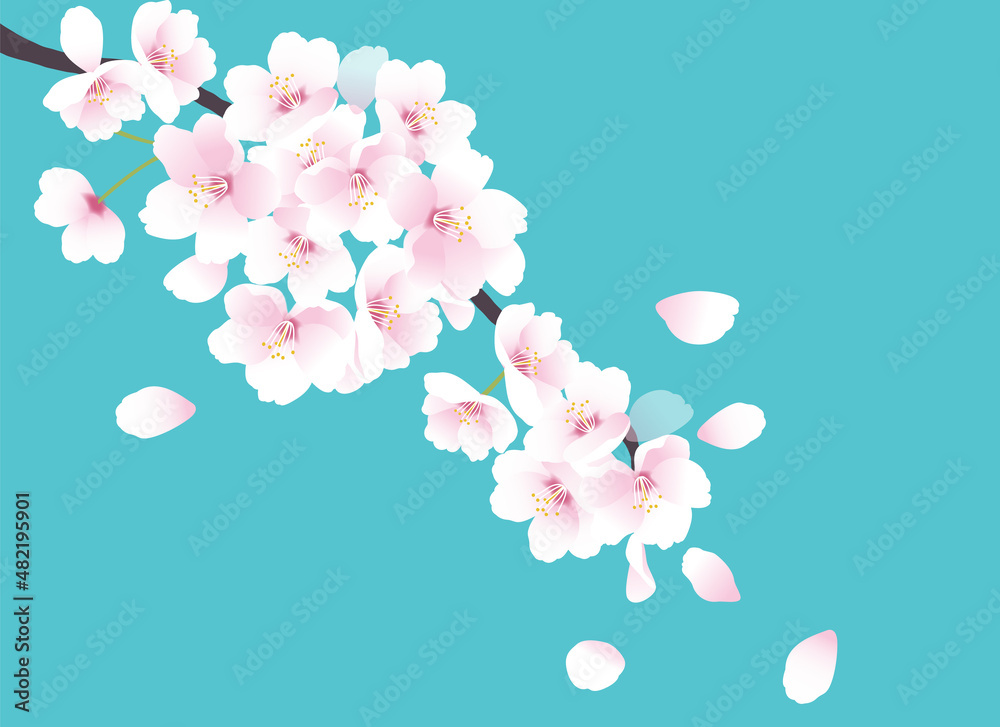 Fototapeta premium 桜の花のイラスト。春のイラスト