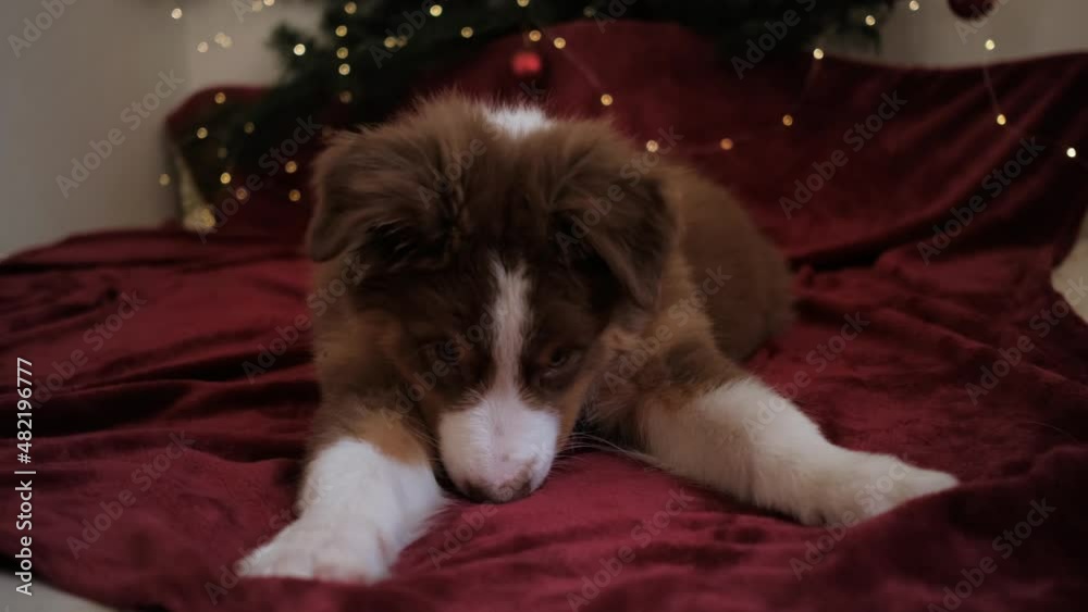 Charming little purebred Australian Shepherd puppy red tricolor in New Year decorations. Dog is lying on red blanket on bed, behind Christmas tree branch with garland. 4k footage slow motion. Charming little purebred Australian Shepherd puppy red tricolor in New Year decorations. Dog is lying on red blanket on bed, behind Christmas tree branch with garland. 4k footage slow motion.