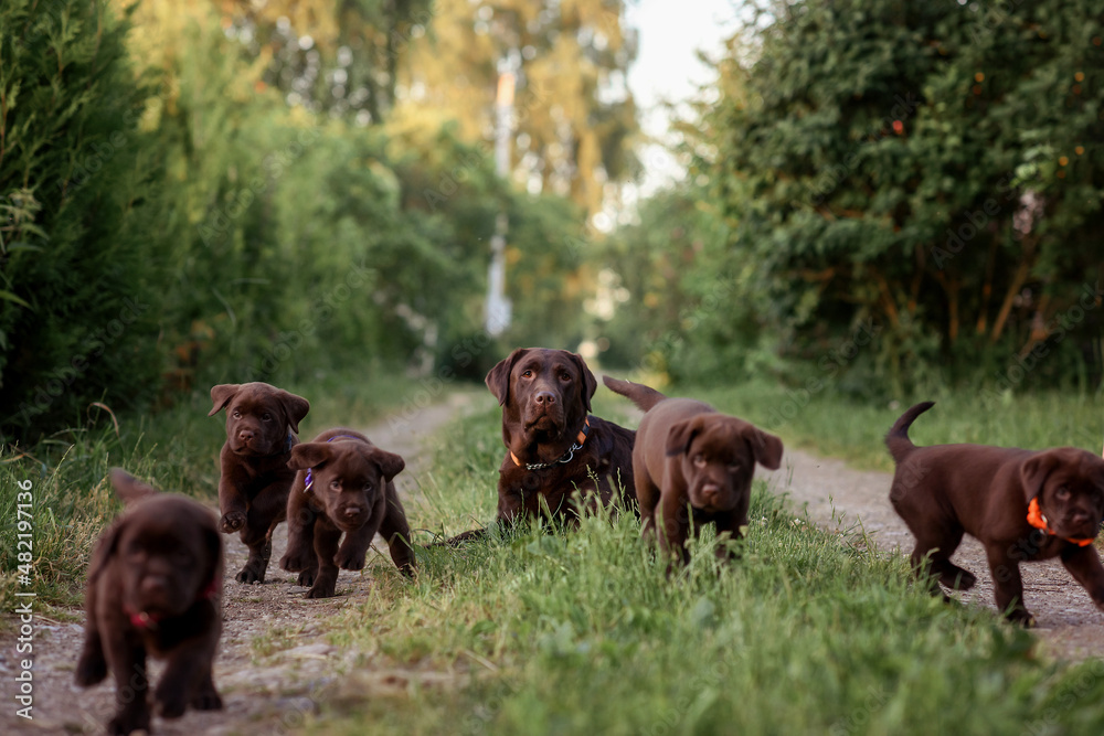Fototapeta premium chocolate labrador retriever with chocolate puppies sits on the road in summer at sunset