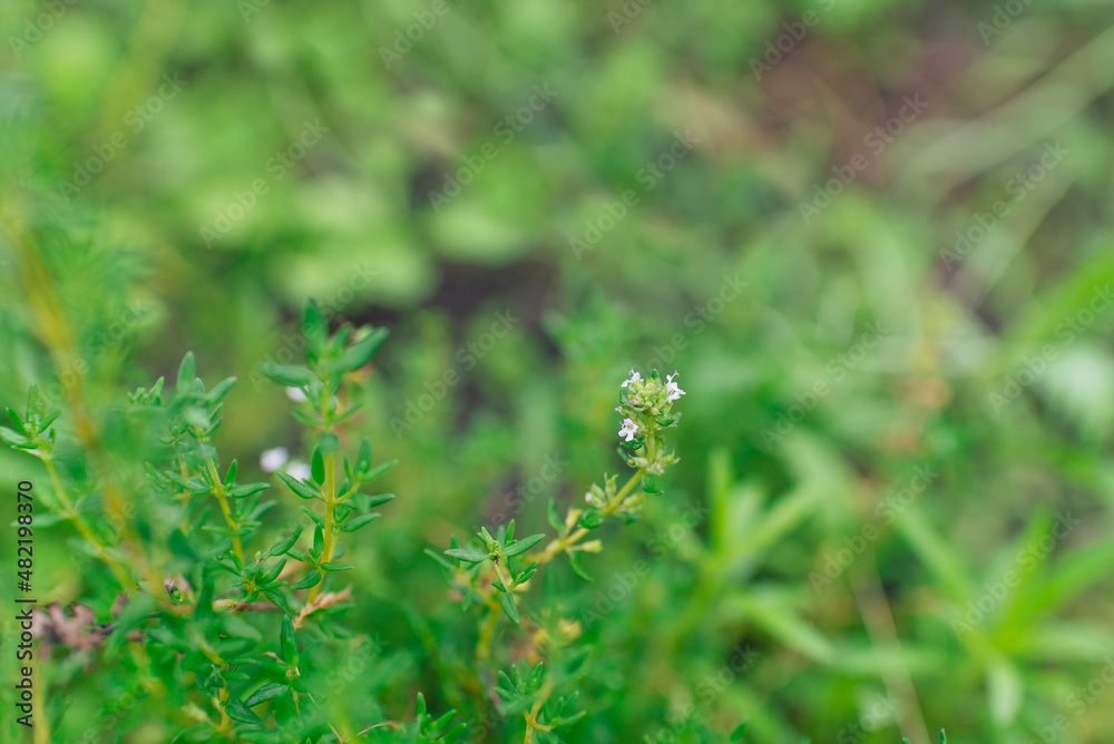 Thyme herb (lat Serpylli herba) in the garden Thyme herb (lat Serpylli herba) in the garden