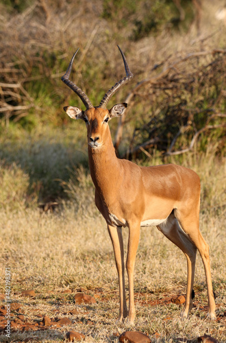 Large Impala Ram  South Africa