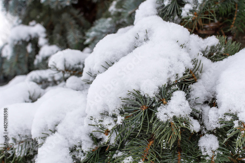 green Christmas tree under a thick layer of snow in winter