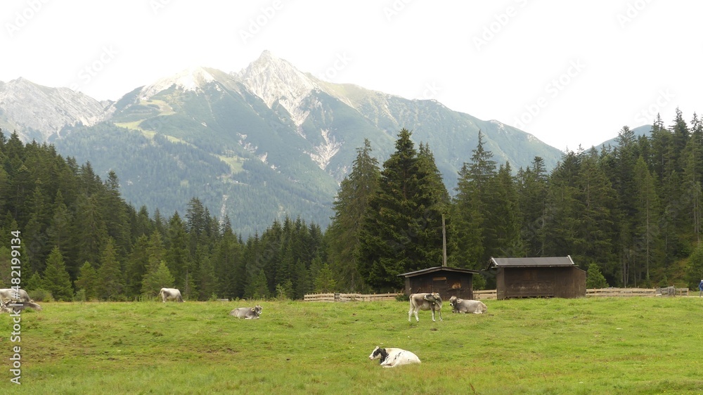 pastures in the Alps