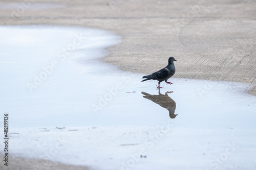 Dove standing on the ground © khanbhidok