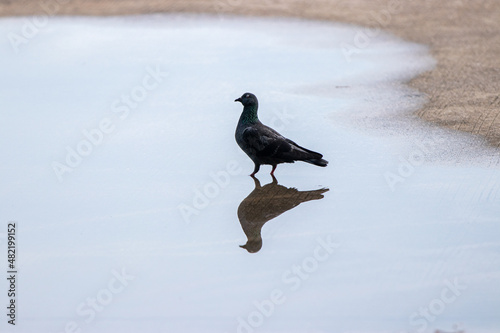 Dove standing on the ground  © khanbhidok