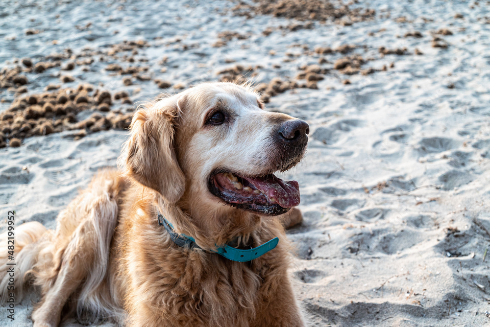 Beautiful adult Golde Retriever , lying on the sand on the beach Beautiful adult Golde Retriever , lying on the sand on the beach