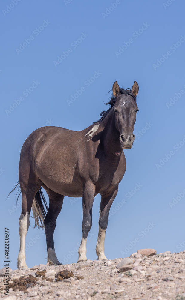 Wild Horse in the Utah Desert in Summer