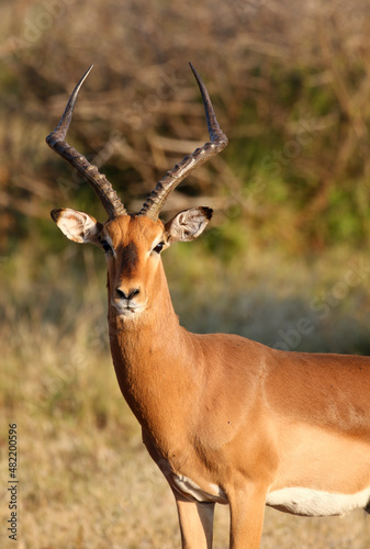 Large Impala Ram, South Africa