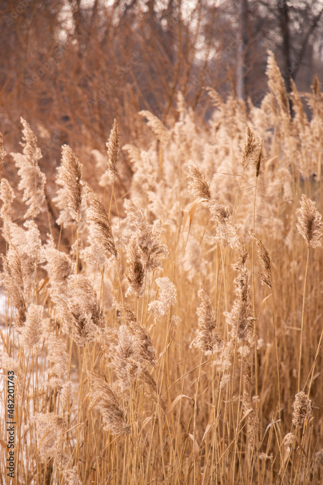 Obraz premium reeds