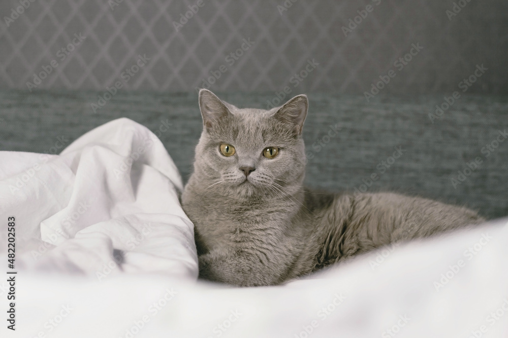 Domestic gray cat lie on white bed and green plants. Kitten in the home interior. Image for sites about cats, veterinary clinics. World Cat Day. Love Pet.