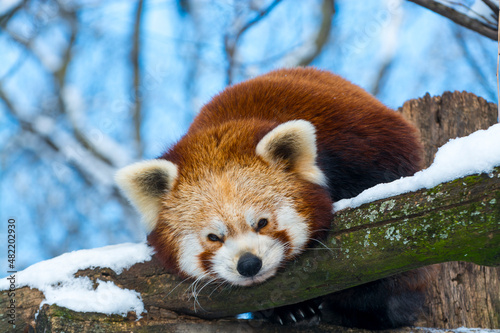 Red panda is sleeping on a tree in winter photo