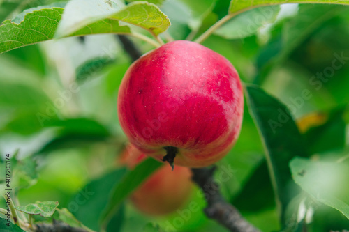 Apple tree branch with red apples on a blurred background during ripening 