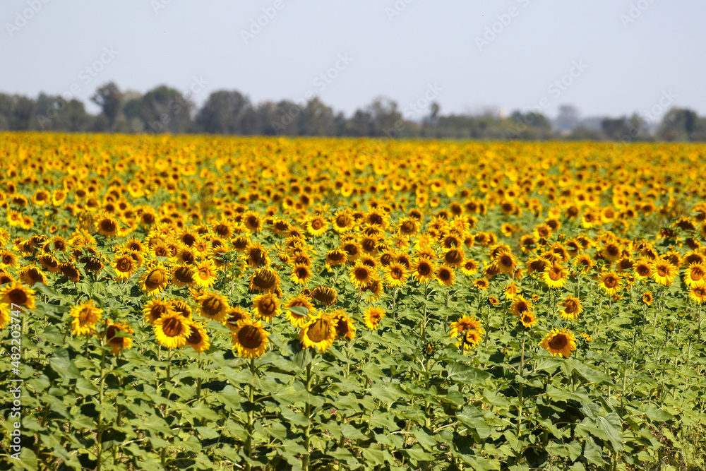 Sunflower farming, South Africa