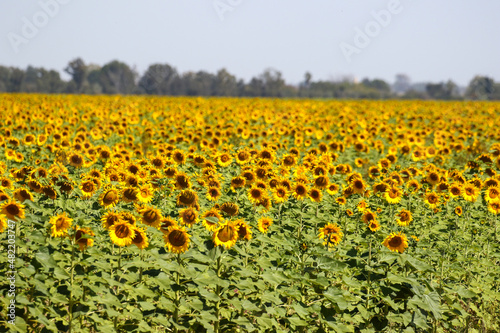 Sunflower farming, South Africa