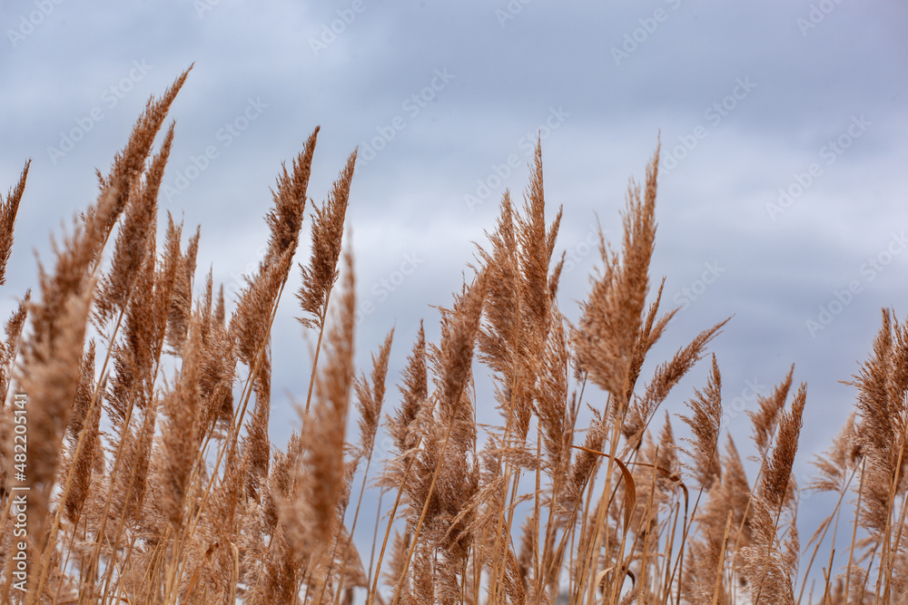 Reeds in the wind close up. Dry flowers of reeds in the wind stand out against an overcast sky. Reeds in the wind close up. Dry flowers of reeds in the wind stand out against an overcast sky.