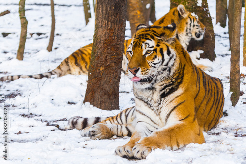 Siberian tiger in a snow covered area