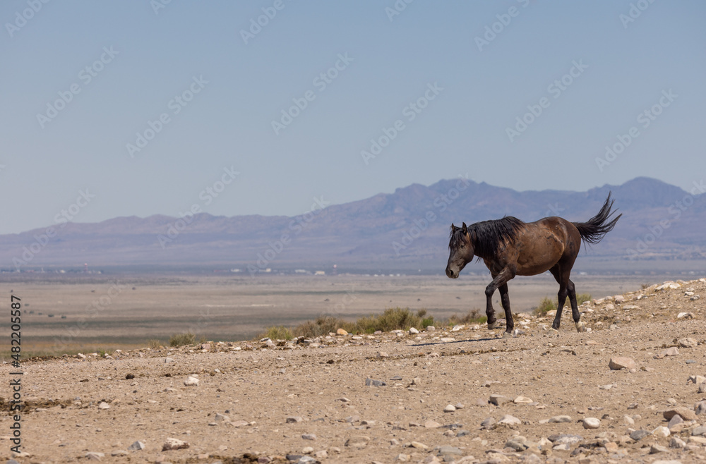 Naklejka premium Wild Horse in the Utah Desert in Summer