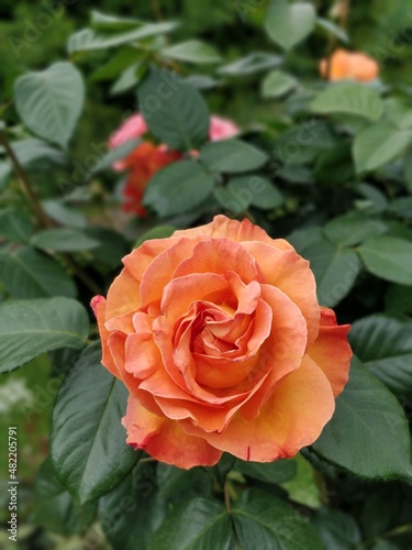 Beautiful flowers and garden