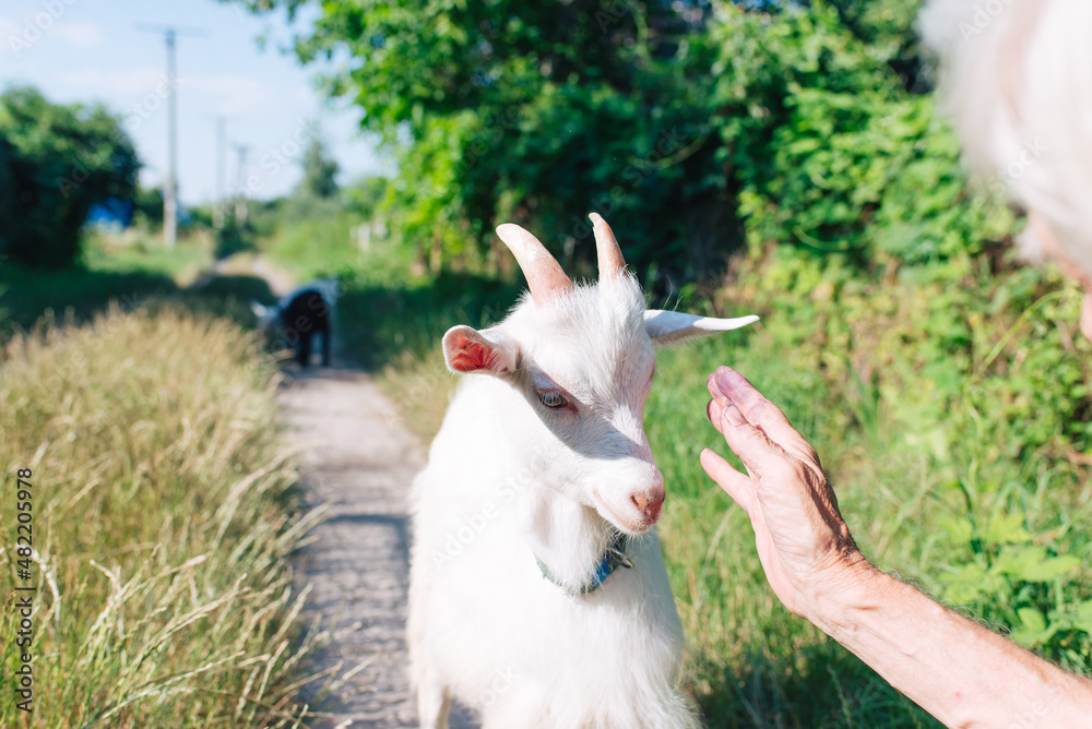 Fototapeta premium White goat in the meadow. The man stretches out his hand to pet the goat.