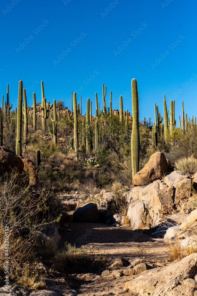 Wash Cuts through Saguaro Cactus Plants Wash Cuts through Saguaro Cactus Plants