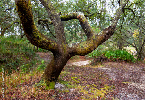 Oak Tree, Shepard State Park, Gautier, MS
