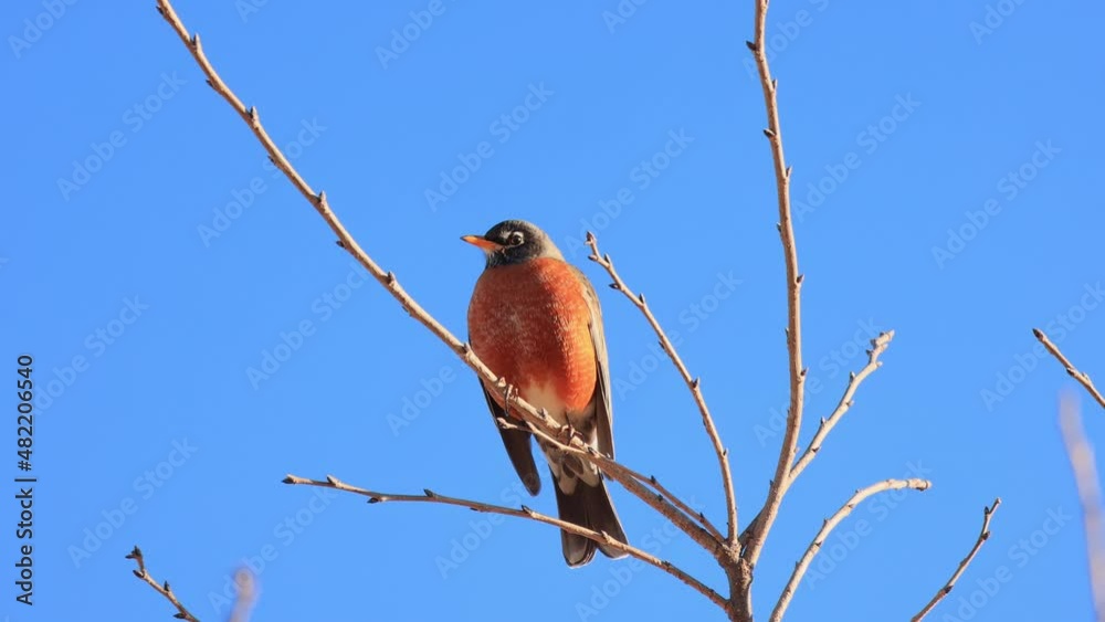 Slow motion close up shot of American robin flying out from a tree Slow motion close up shot of American robin flying out from a tree