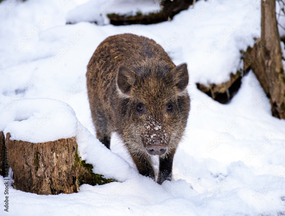 Young wild boar in the woods in winter Young wild boar in the woods in winter
