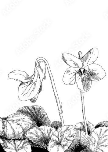 Violettes, illustration de fleurs en noir et blanc