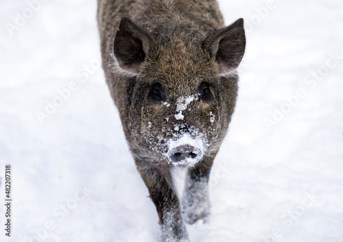 Young wild boar in the woods in winter