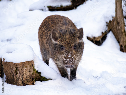 Young wild boar in the woods in winter