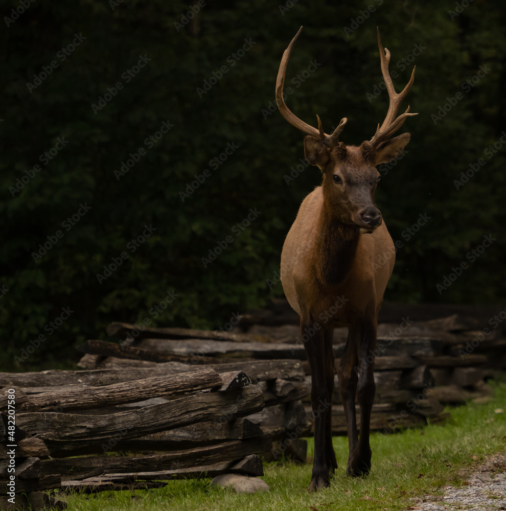 Fototapeta premium Young Bull Elk Stands Along Split Rail Fence