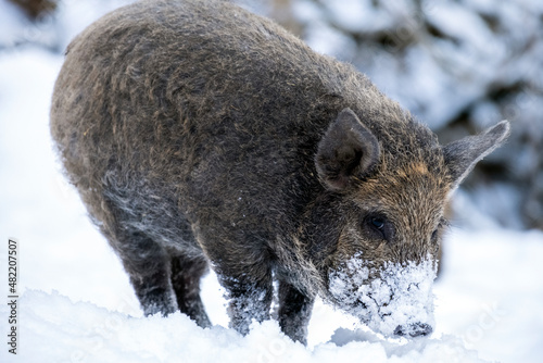 Young wild boar in the woods in winter